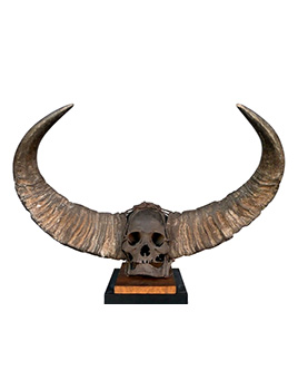 41: Trophy skull with horn attachments